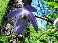 Ranunculaceae - Clematis alpina_2